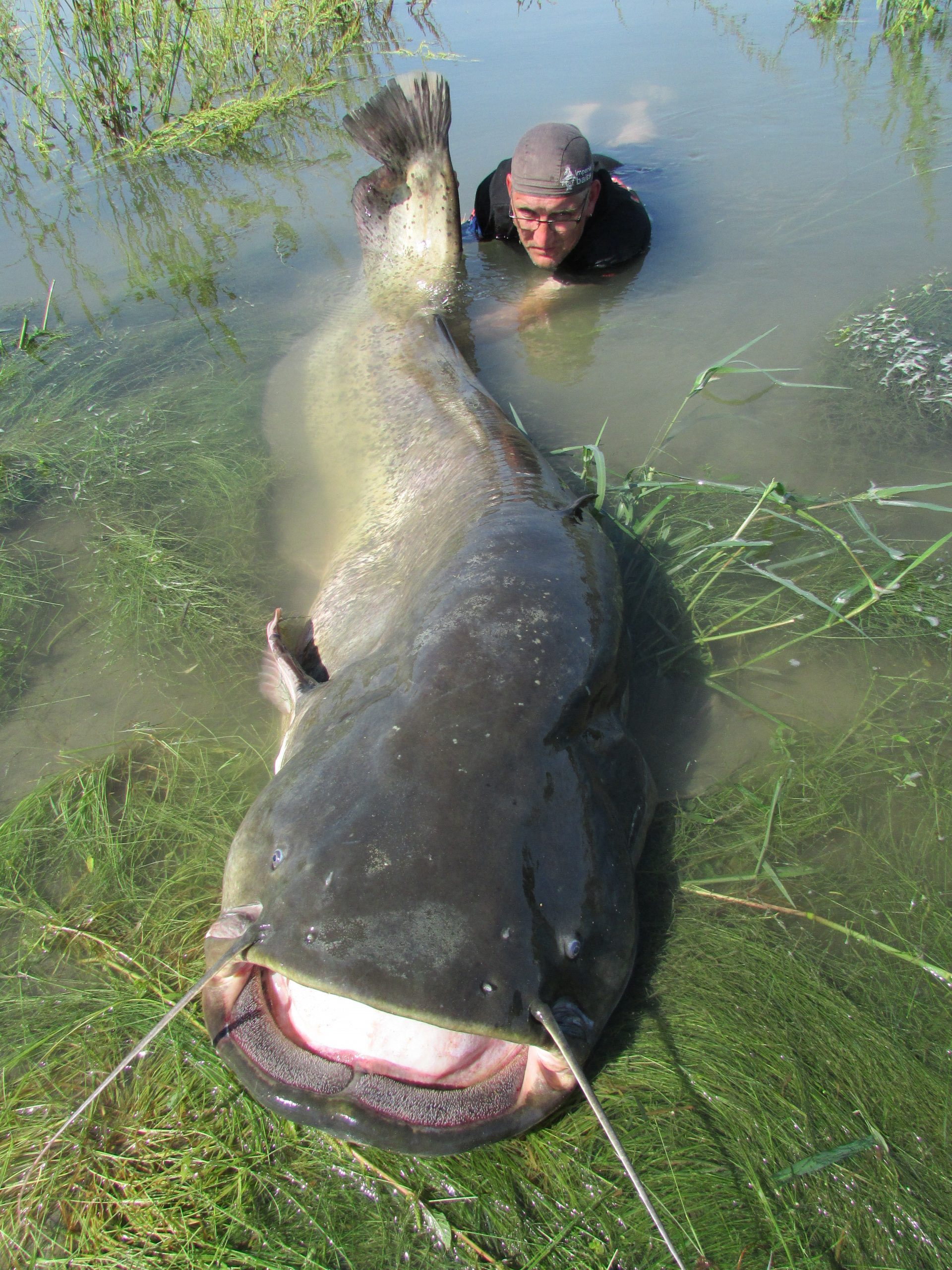 Kapitaler Waller 230cm Wallercamp Lago Superiore Waller mit 235cm