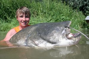 Riesen Wels in Italien Lago Superiore