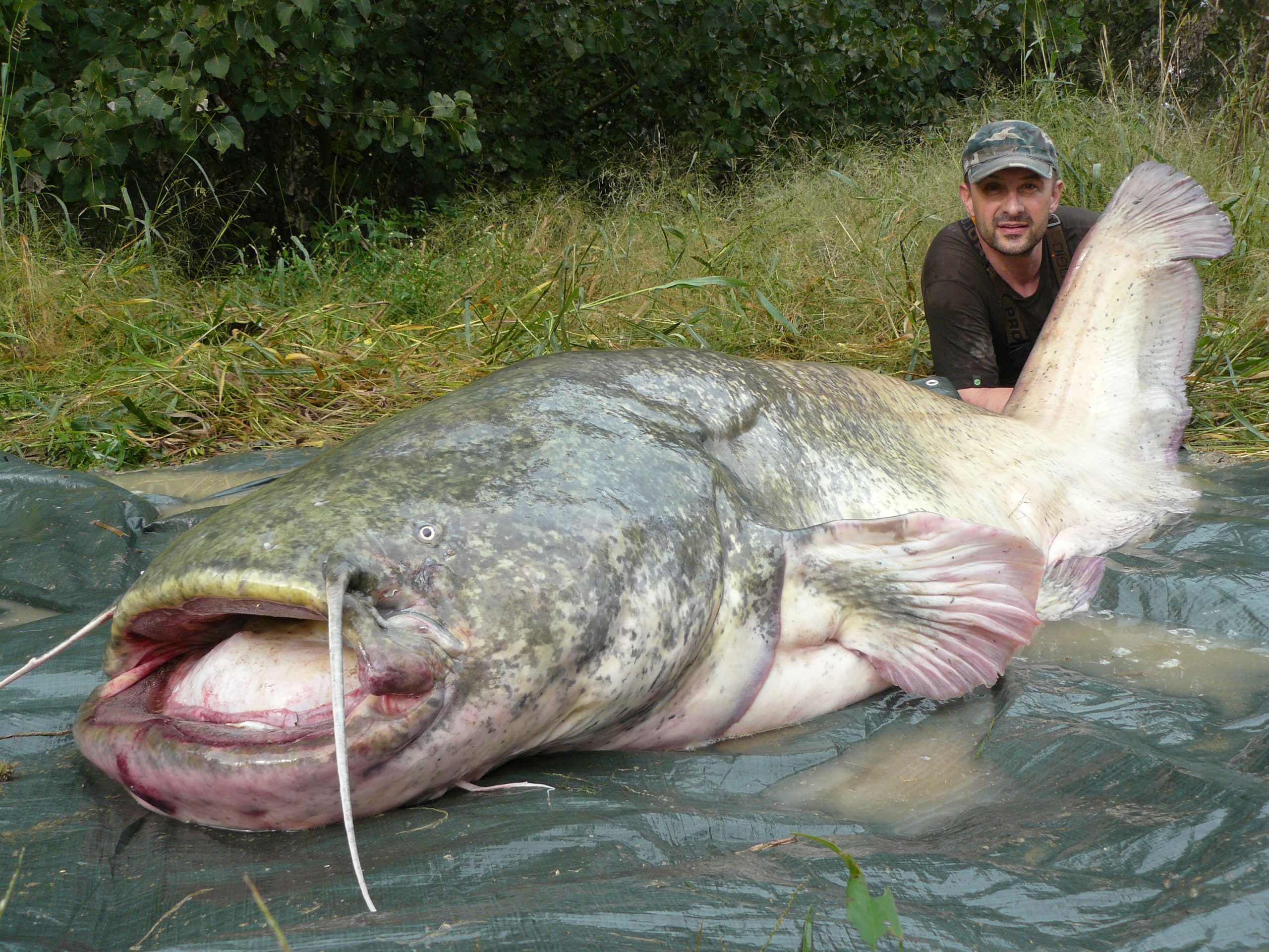 Megawels über 2 Meter Massiver Wels über 200cm Lago Superiore