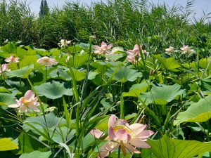 Lotus Lago Superiore im Wallercamp