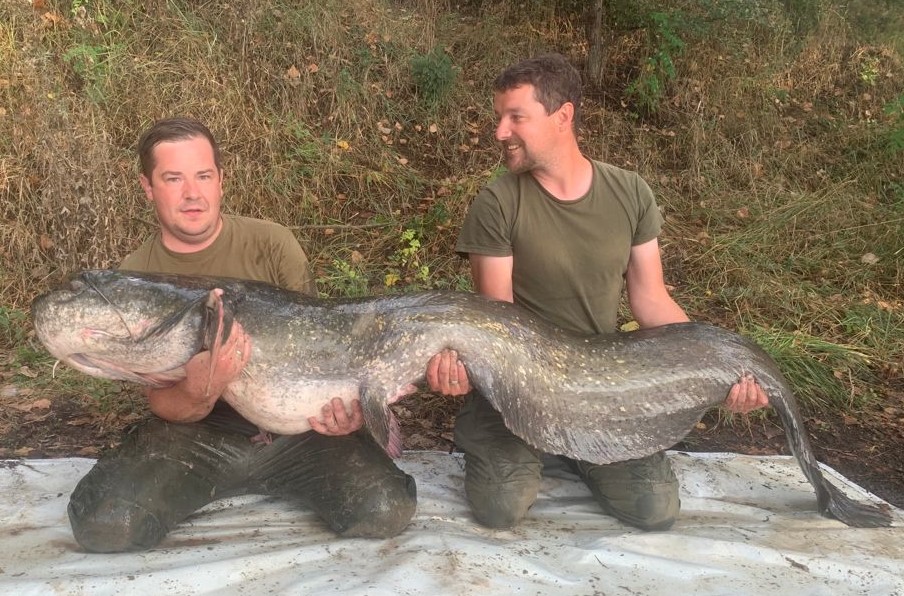 Wallerfang Lago Superiore Kapitaler Waller in Italien