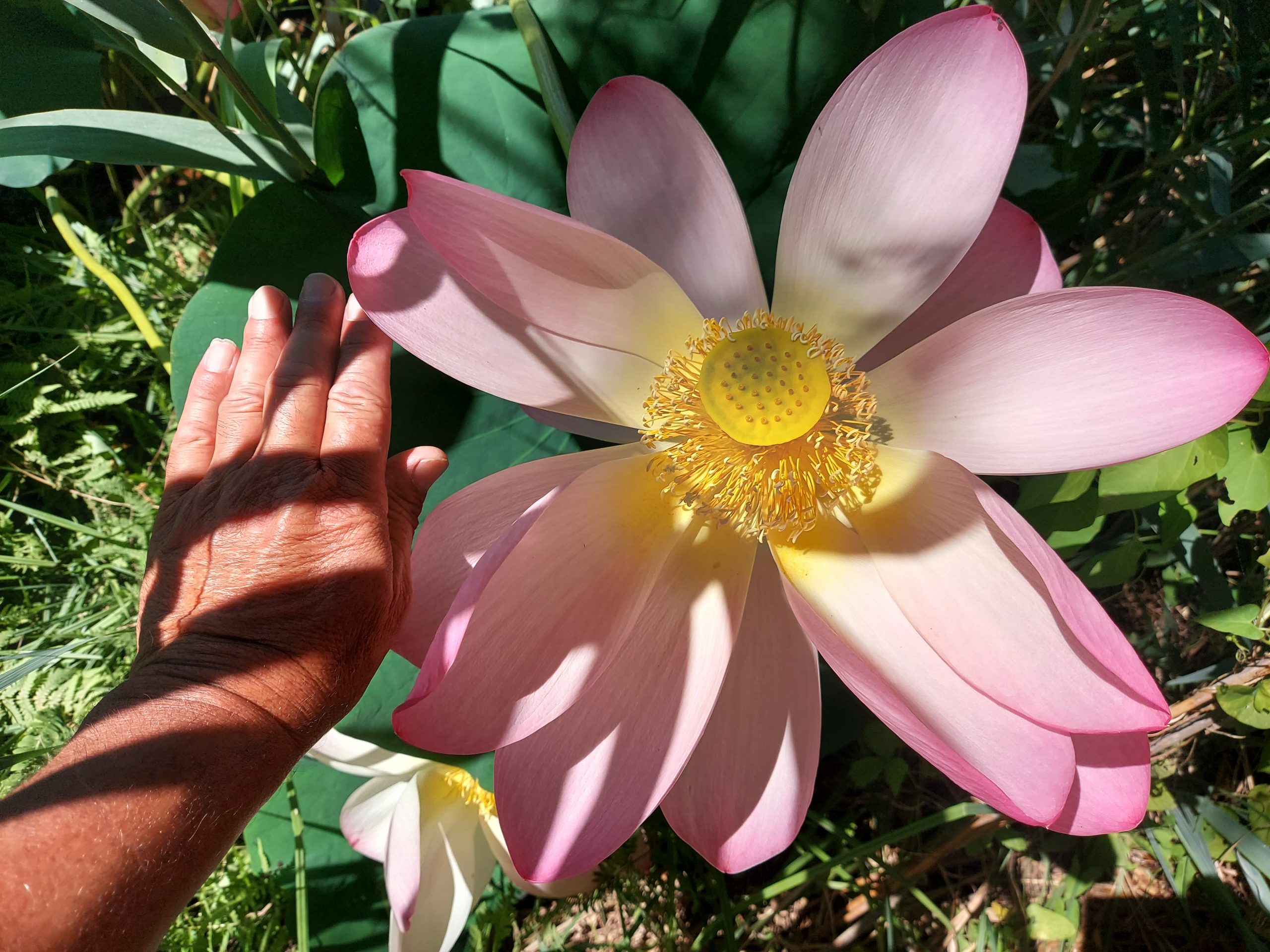 Lotusblüte Lotus Lago Superiore