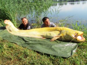 Gold Waller vom Lago Superiore